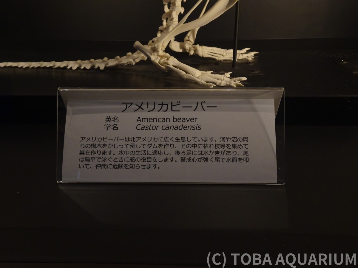 アメリカビーバー
