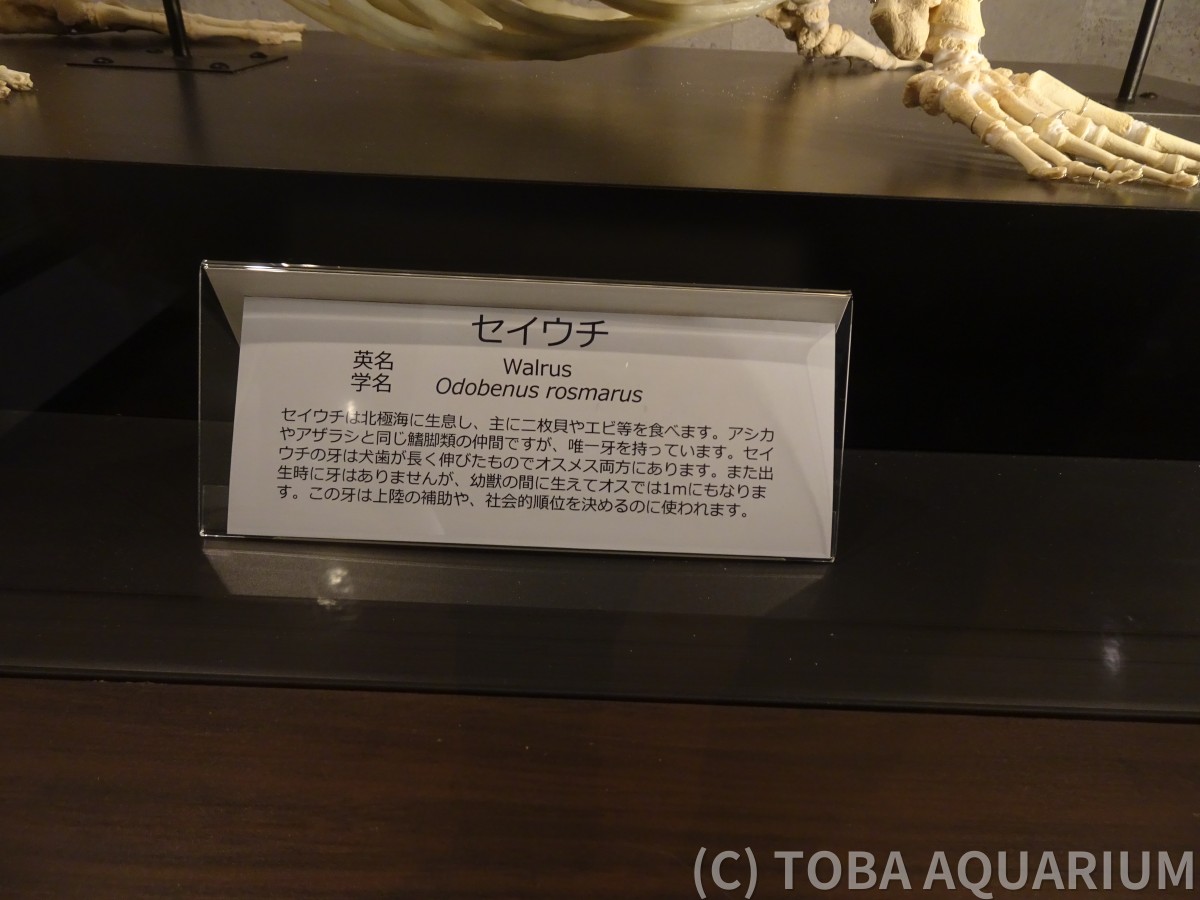 セイウチ
